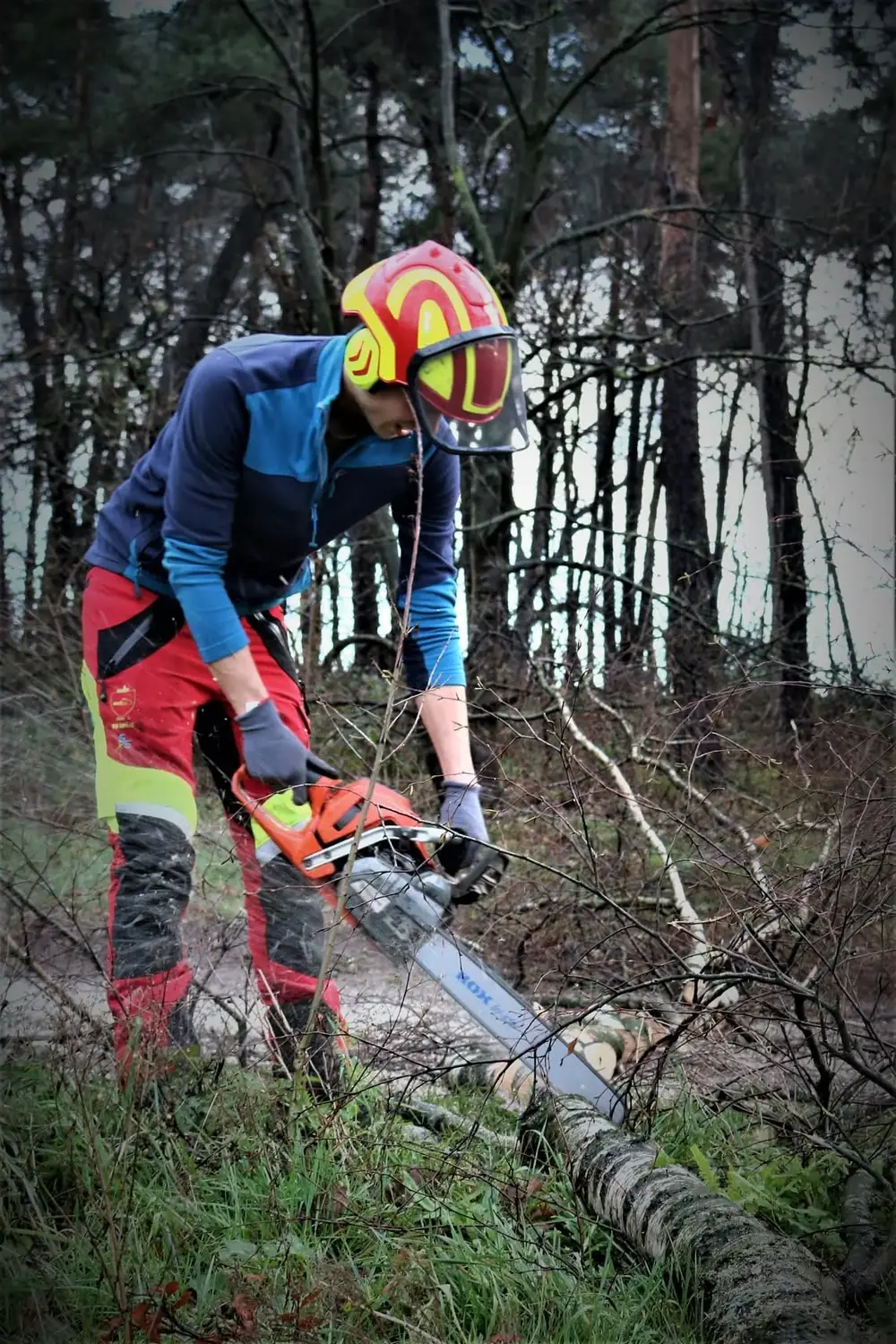 Seilklettertechnik und Problembaumfällung durch Rohlf Forstservice (23)