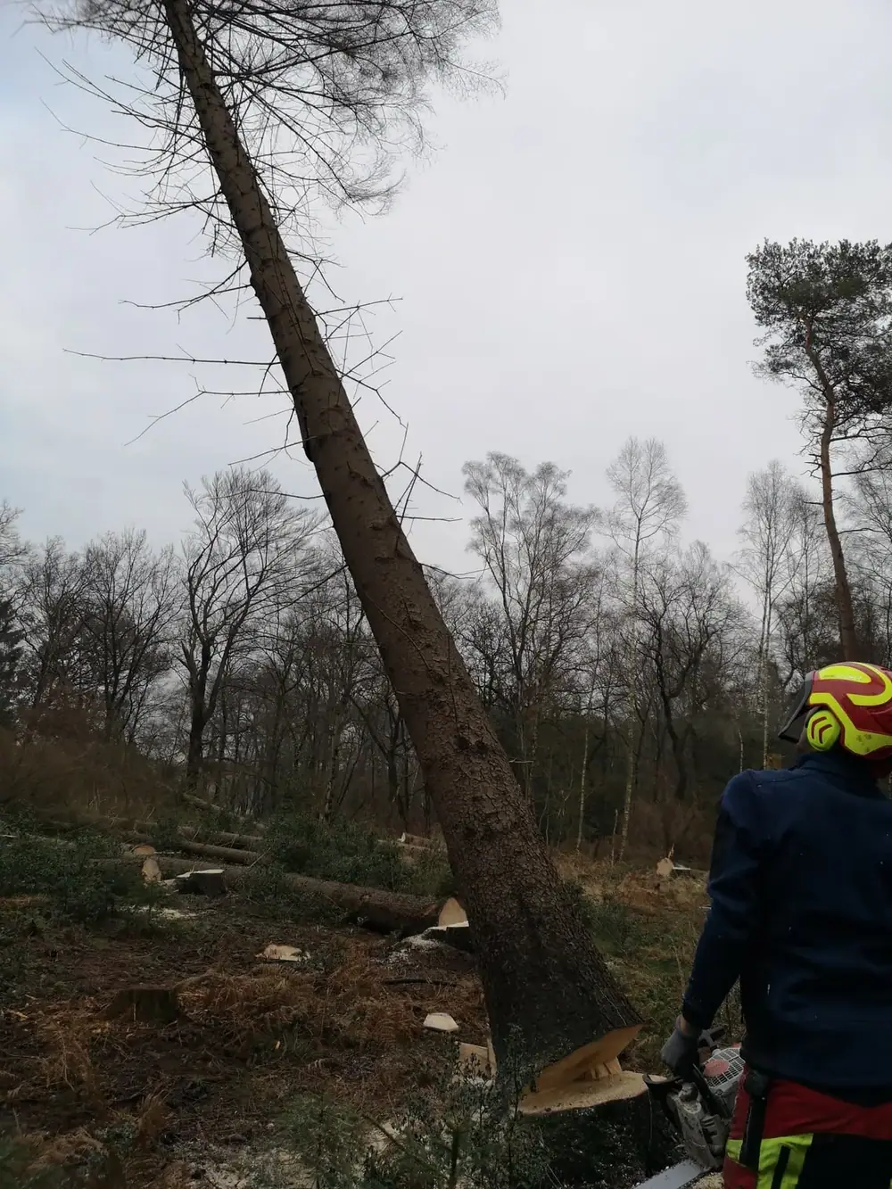 Holzernte und Rückearbeiten mit dem Kranschlepper (10)