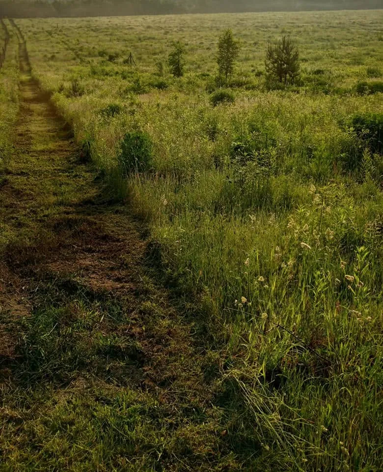 Heckenpflege, Mäharbeiten und Landschaftspflege (9)