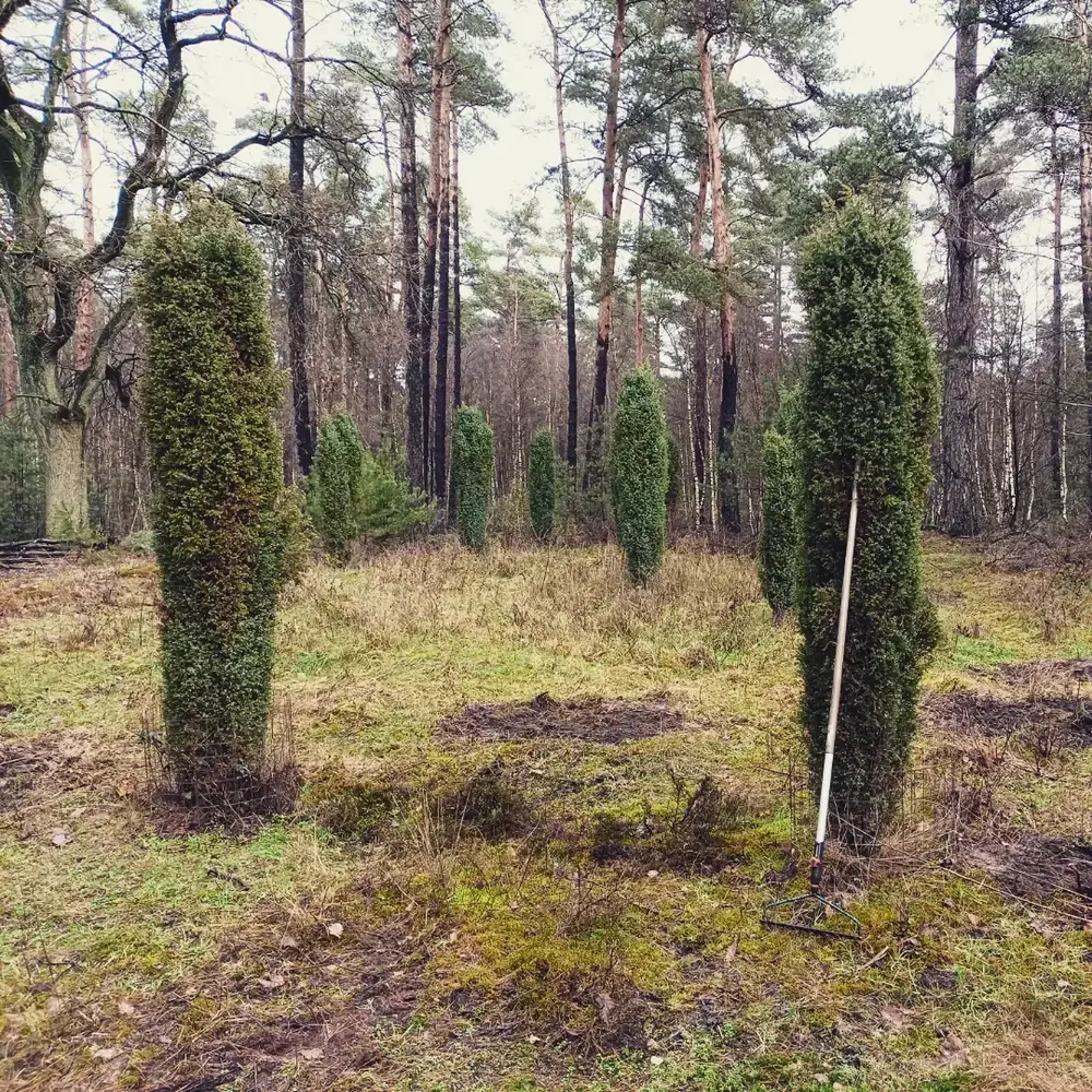 Heckenpflege, Mäharbeiten und Landschaftspflege (18)