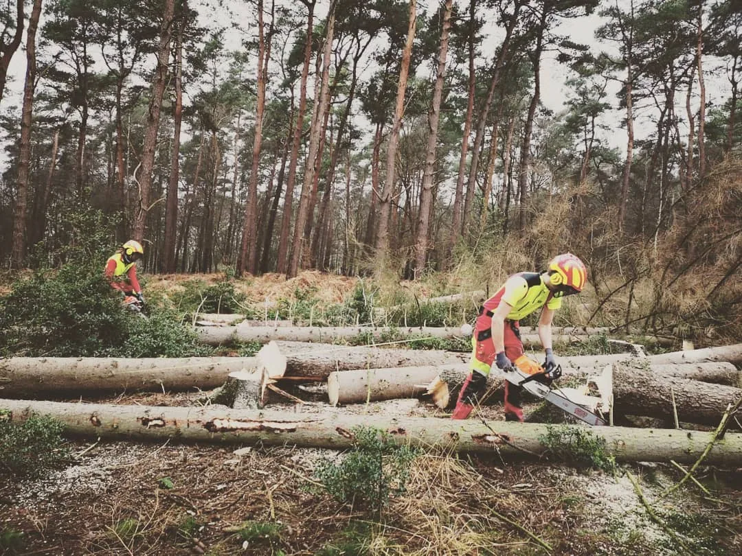 Holzernte & Durchforstung — Vom Käferholz bis zur Durchforstung, Rohlf Forstservice