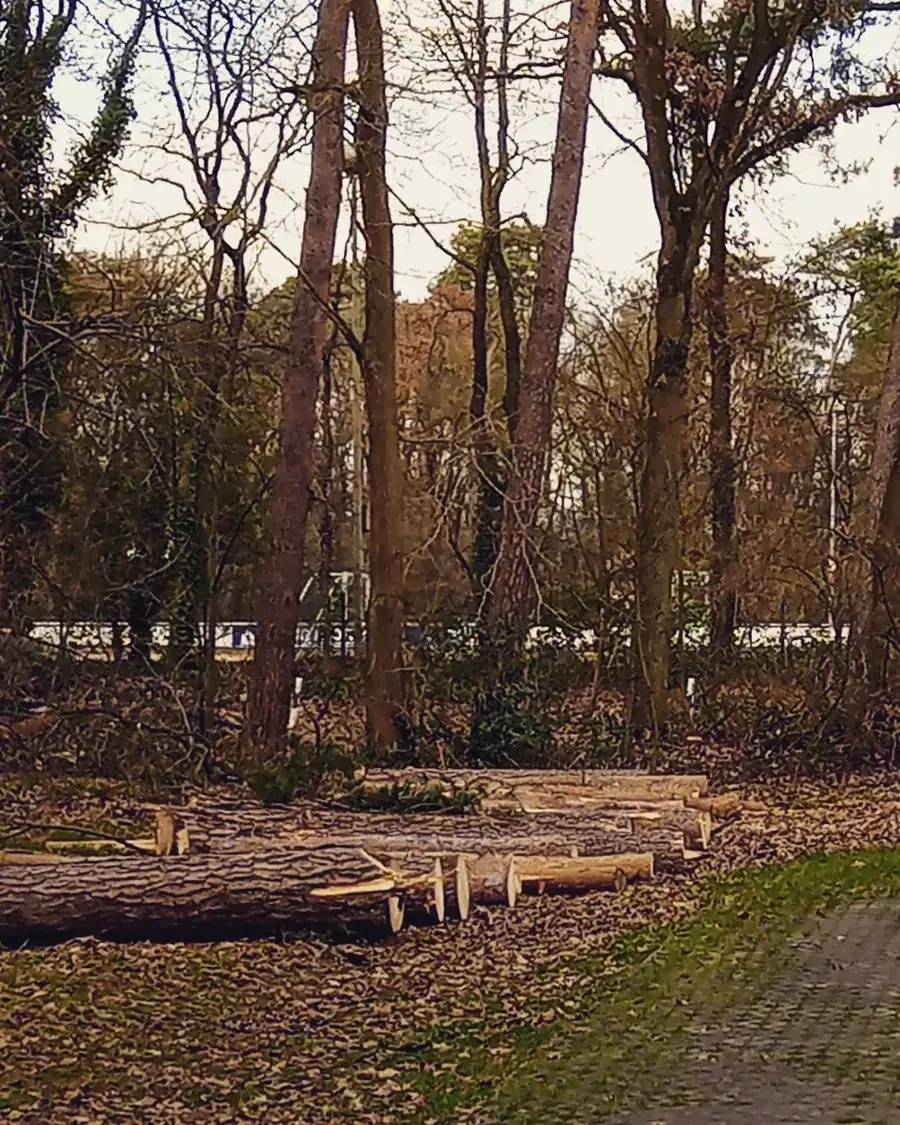 Holzernte und Rückearbeiten mit dem Kranschlepper (37)