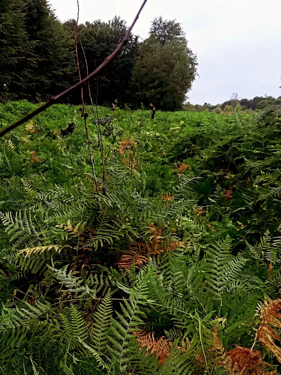 Heckenpflege, Mäharbeiten und Landschaftspflege (37)
