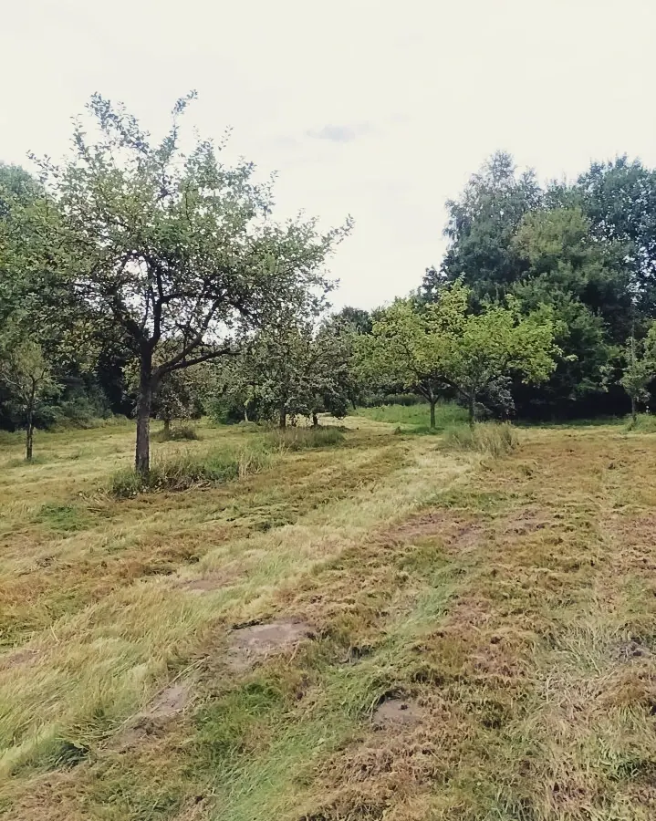 Heckenpflege, Mäharbeiten und Landschaftspflege (29)