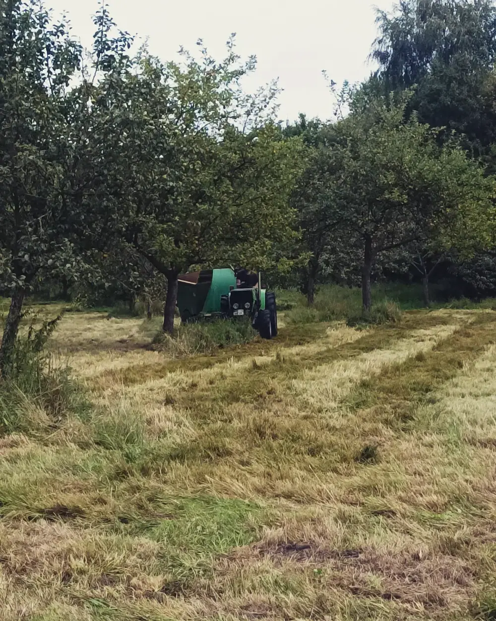 Heckenpflege, Mäharbeiten und Landschaftspflege (31)