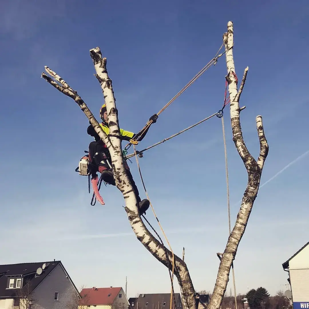 Seilklettertechnik, Baumpflege und Fällung durch Rohlf Forstservice (43)