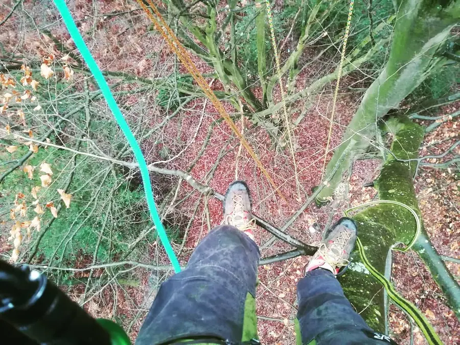 Seilklettertechnik und Problembaumfällung durch Rohlf Forstservice (30)