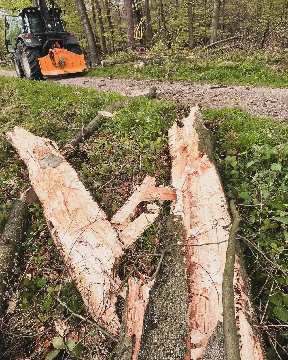 Heckenpflege, Mäharbeiten und Landschaftspflege (41)