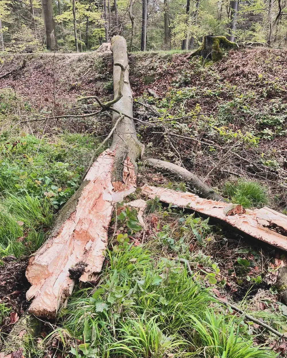 Heckenpflege, Mäharbeiten und Landschaftspflege (42)
