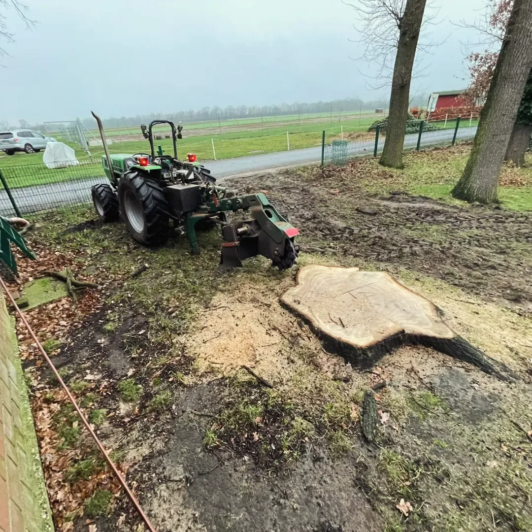 Stubbenfräsen durch Rohlf Forstservice — stubben steht